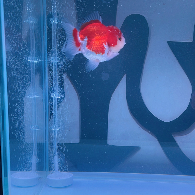 Ventosa per Acquario 10 Pezzi, - Aquarium Fish To Buy recensione e prezzo