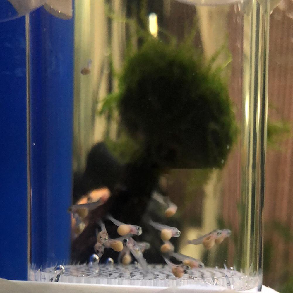 Incubatrice per uova di pesce  - Aquarium Fish Eggs recensione e prezzo