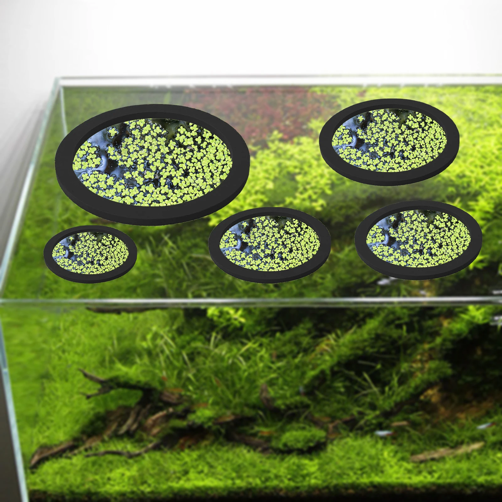 5 pz EVA Anello di Alimentazio - Aquarium Fish Gallery recensione e prezzo