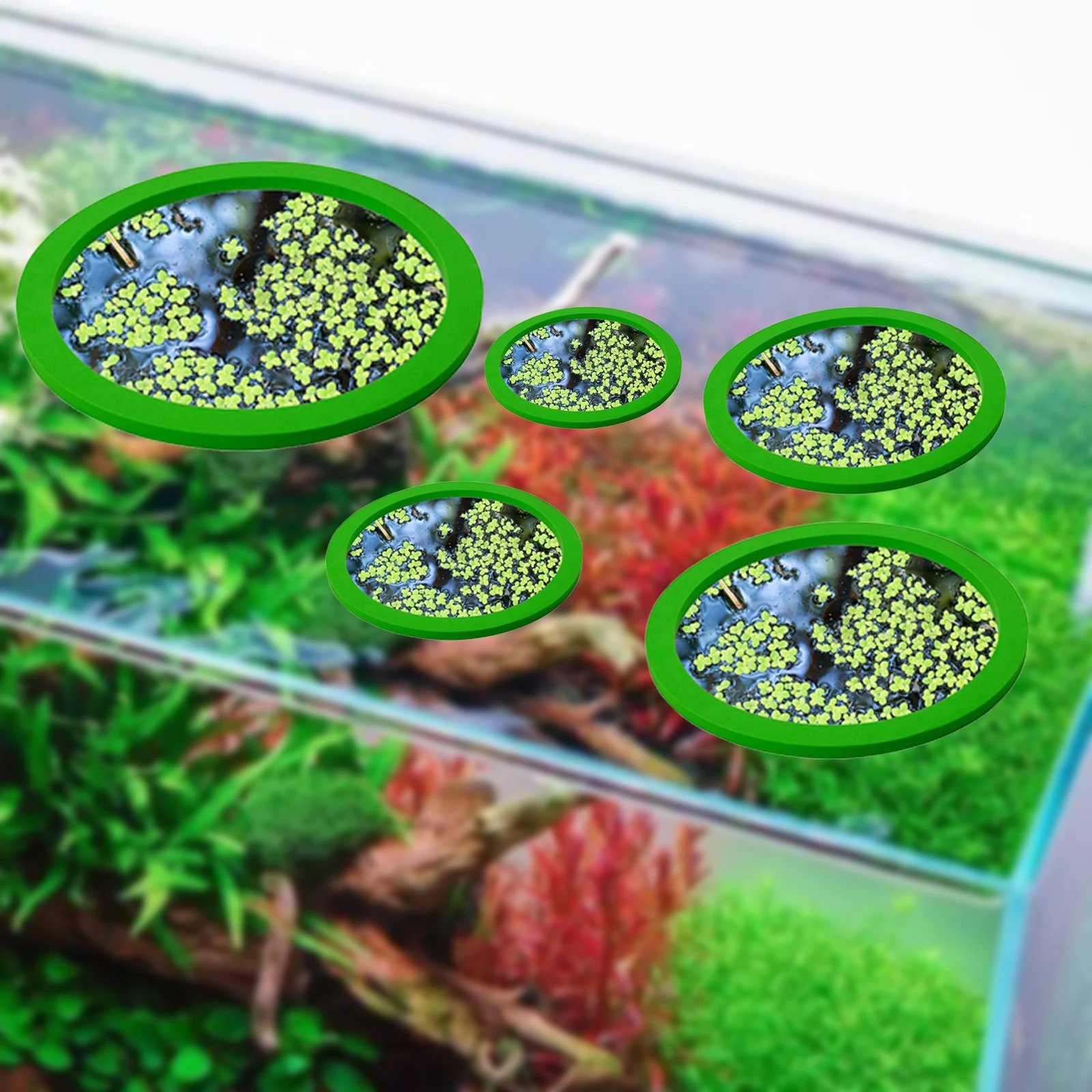 5 pz EVA Anello di Alimentazio - Aquarium Fish Gallery recensione e prezzo